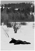 Sleepy moose in winter. Grand Teton National Park, Wyoming, USA. (black and white)