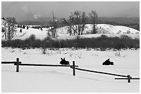 Fence and moose in winter. Grand Teton National Park, Wyoming, USA. (black and white)