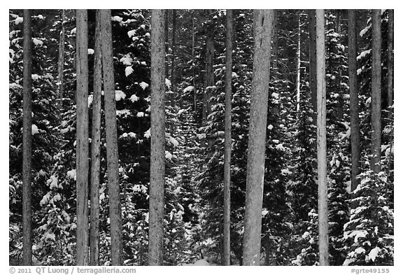 Pine tree trunks and snowy forest. Grand Teton National Park (black and white)