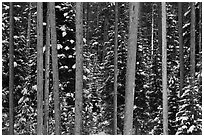 Pine tree trunks and snowy forest. Grand Teton National Park ( black and white)