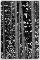 Trunks and evergreen in winter. Grand Teton National Park ( black and white)