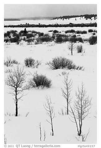 Bare trees and shurbs, frozen Jackson Lake. Grand Teton National Park, Wyoming, USA.
