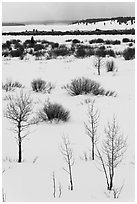 Bare trees and shurbs, frozen Jackson Lake. Grand Teton National Park ( black and white)