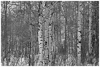 Aspen forest in winter. Grand Teton National Park, Wyoming, USA. (black and white)
