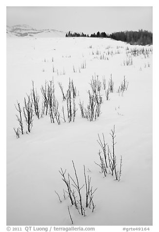 Shrubs in white landscape. Grand Teton National Park, Wyoming, USA.