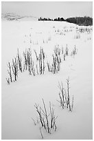 Shrubs in white landscape. Grand Teton National Park, Wyoming, USA. (black and white)