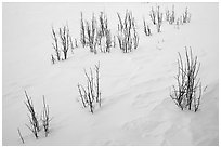 Shrubs and snowdrift patterns. Grand Teton National Park, Wyoming, USA. (black and white)