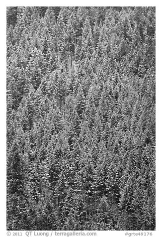 Dense snowy conifer forest. Grand Teton National Park (black and white)