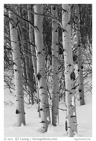 Aspen trunks in winter. Grand Teton National Park, Wyoming, USA.