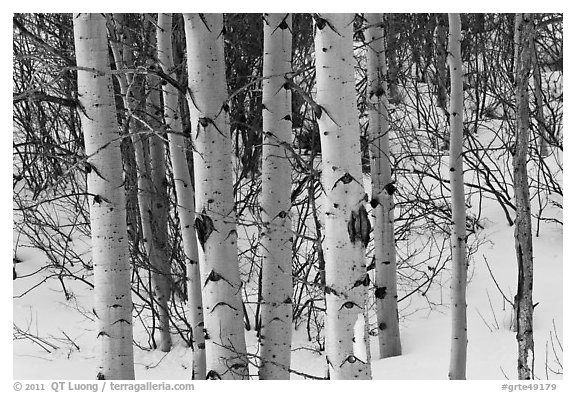 Trunks of aspen trees in winter. Grand Teton National Park, Wyoming, USA.