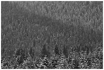 Snowy forest on mountainside. Grand Teton National Park ( black and white)