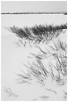Winter landscape with shrubs and frozen Jackson Lake. Grand Teton National Park, Wyoming, USA. (black and white)