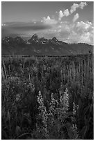 Lupine, Arrowleaf Balsam Root, and Tetons from Antelope Flats. Grand Teton National Park ( black and white)
