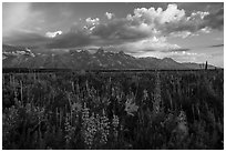 Lush wildflowers and Tetons from Antelope Flats. Grand Teton National Park ( black and white)