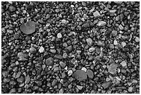 Close-up of colorful pebbles and fallen aspen leaves, Jackson Lake. Grand Teton National Park ( black and white)
