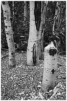 Aspen tree chewed and downed by beavers. Grand Teton National Park ( black and white)