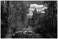 Lake Creek, Laurence S. Rockefeller Preserve. Grand Teton National Park ( black and white)