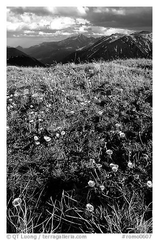 Alpine flowers on the tundra along Trail Ridge road. Rocky Mountain National Park (black and white)