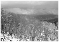 Aspens and snow. Colorado, USA (black and white)