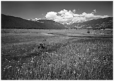 Summer flowers and stream in Many Parks area. Rocky Mountain National Park, Colorado, USA. (black and white)