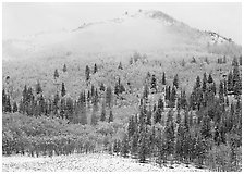 Yellow aspens and conifers in snow and fog. Rocky Mountain National Park, Colorado, USA. (black and white)