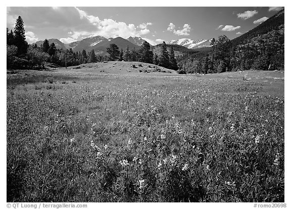 Wildflower carpet in meadow and mountain range. Rocky Mountain National Park (black and white)
