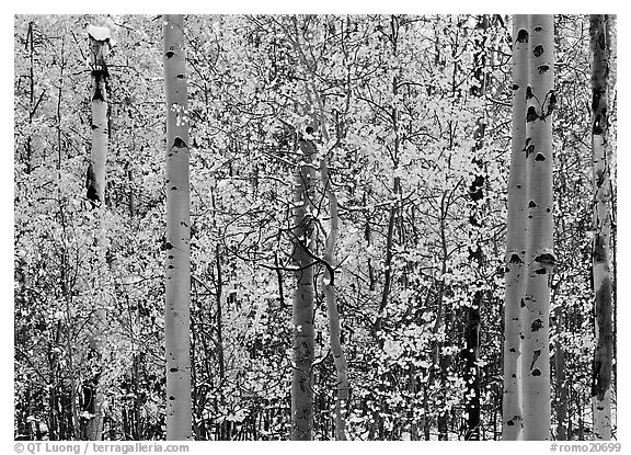 Aspens in autumn color with early  snowfall. Rocky Mountain National Park (black and white)