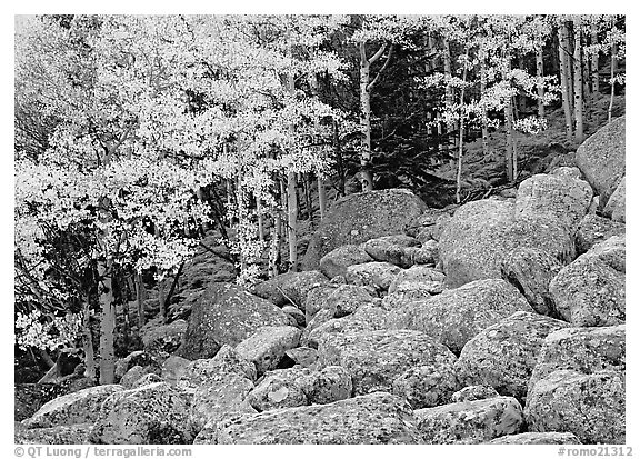 Boulders and aspens with yellow leaves. Rocky Mountain National Park (black and white)