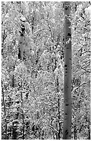 Aspens in fall foliage and snow. Rocky Mountain National Park, Colorado, USA. (black and white)
