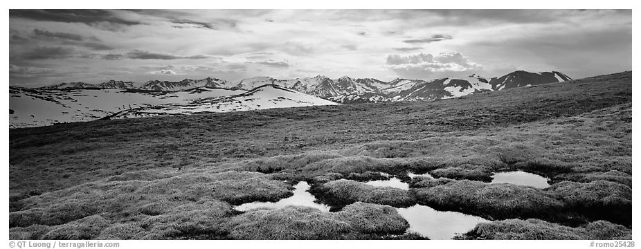 Alpine meadow in autumn. Rocky Mountain National Park (black and white)