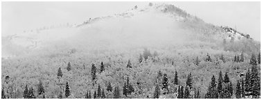 Forest with fall colors and early snow beneath fog-shrouded peak. Rocky Mountain National Park (Panoramic black and white)