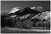 Aspens and Bighorn mountain in winter. Rocky Mountain National Park, Colorado, USA. (black and white)