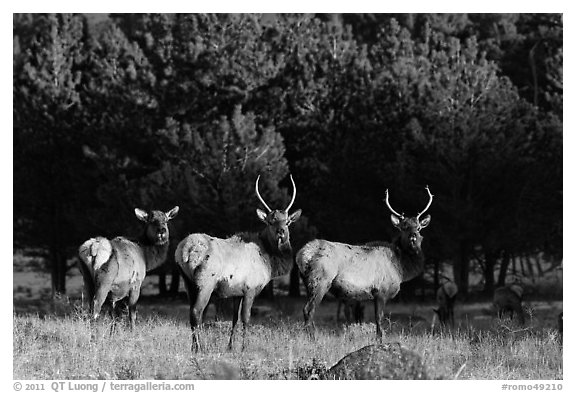 Group of Elk. Rocky Mountain National Park (black and white)