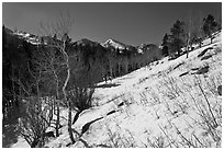 Glacier Basin in winter. Rocky Mountain National Park ( black and white)