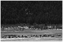 Elk Herd. Rocky Mountain National Park, Colorado, USA. (black and white)