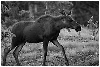 Cow moose, Kawuneeche Valley. Rocky Mountain National Park, Colorado, USA. (black and white)