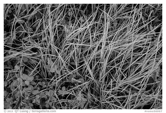 Close-up of grasses with dew. Rocky Mountain National Park (black and white)