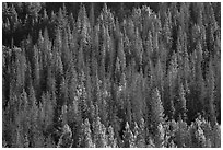 Slope with dark evergreen trees and light aspen trees. Rocky Mountain National Park, Colorado, USA. (black and white)