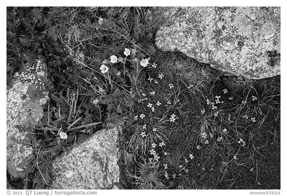 Alpine flowers and lichen-covered granite rocks. Rocky Mountain National Park (black and white)