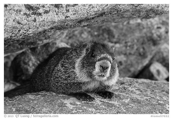 Marmot. Rocky Mountain National Park (black and white)