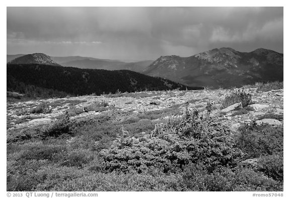 Bands of krummholz. Rocky Mountain National Park (black and white)