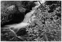 Wildflowers and cascading stream. Rocky Mountain National Park, Colorado, USA. (black and white)