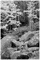 Boulders and forest with yellow aspens. Rocky Mountain National Park, Colorado, USA. (black and white)
