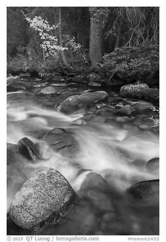 North St Vrain Creek in autumn. Rocky Mountain National Park (black and white)