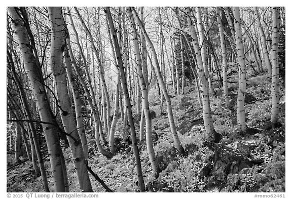 Forest in autumn, Glacier Basin. Rocky Mountain National Park (black and white)