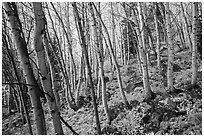 Forest in autumn, Glacier Basin. Rocky Mountain National Park ( black and white)