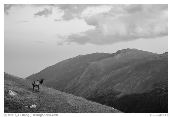 Elk on alpine slopes. Rocky Mountain National Park (black and white)