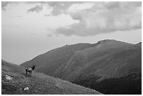 Elk on alpine slopes. Rocky Mountain National Park ( black and white)