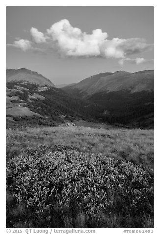 Looking down Old Fall River valley. Rocky Mountain National Park (black and white)