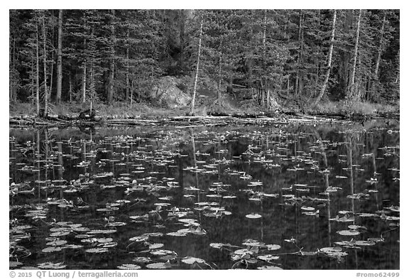 Water lillies and trees, Nymph Lake. Rocky Mountain National Park (black and white)
